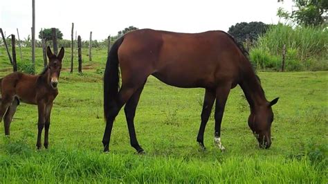 filhote de cavalo com jumenta|JUMENTO PÊGA INTEIRO COBRINDO ÉGUA。